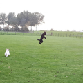 Even zoeken, maar ergens in de lucht springt de zwarte hond!