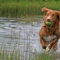Nova Scotia Duck Tolling Retriever