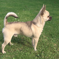 Chihuahua