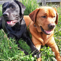 Jaydarose Labrador