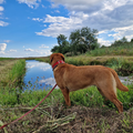 Jaydarose Labrador