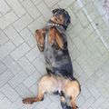 BergerdelaBage