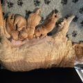 Basset Bijgaarden