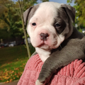 American_Bully_Rotterdam