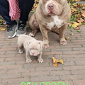 American_Bully_Rotterdam