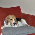 beagle baby ziet eten 