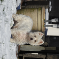 West Highland White Terrier