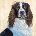 Epagneul Francais kennel Nijegaster Greiden