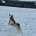 Ze word toch echt mijn oude besje. 9,5 jaar alweer. Maar met sneeuw blijft het net een jonge enthousiaste pup!