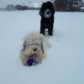 Er ligt een pak sneeuw.
Het duo geniet samen van dit heerlijke weer.
