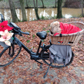 Heen lopend naast de fiets naar de bouwmarkt om Kerstrozen te halen. Terug in de fietsmand.