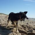Ik kan er niets aan doen maar ik word altijd zo ontzettend raar als ik op het strand ben. Ik MOET gewoon springen, draaien, salto's maken, graven, koppeltje duiken, rennen, vliegen, pootje baaien, lachen en gieren tegelijk! 