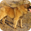 Leonberger