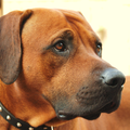 Rhodesian Ridgeback