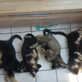 Knigtwatch Oudduitse herder kennel