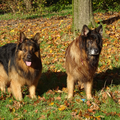 Knigtwatch Oudduitse herder kennel