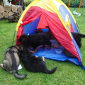 Knigtwatch Oudduitse herder kennel