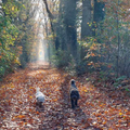 De zon maakt het nog mooier.
Hondjes en baasje lekker genieten van het wandelen door het bos.