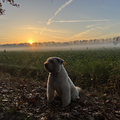 Mooi die opkomende zon in de herfst. 
Beetje mist erbij en je hebt gewoon een sprookje. 
