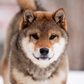 American Triumph Shiba Inu Belgie