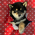 American Triumph Shiba Inu Belgie