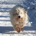 Lekker rennen in de sneeuw!