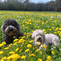 Als je de pinksterbloemen en paardenbloemen weer ziet.
Dan weet je dat het weer voorjaar is!