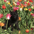 Tulpen, tulpen, tulpen. Al die vrolijke kleuren vragen gewoon om op de foto te gaan.