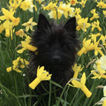 Ik maak geloof ik iets te veel foto's. Noortje liep zelf dit bloemenveld in en ging al klaar zitten. Foto en dan mijn koekje a.u.b.