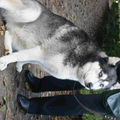 Siberian Husky