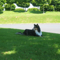 Shetland Sheepdog