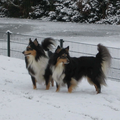 Shetland Sheepdog