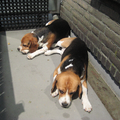 zo heb je 2 beagles, en zo vind je ze na een poosje zoeken dan terug! 