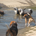 heel veel vriendjes om ons heen, water en zon! (wij zijn de beagles)!