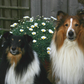 Sheltie