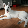 Zwitserse Witte Herder