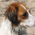 Kooikerhondje