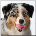 Australian Shepherd