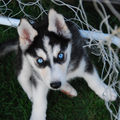 Tijdens het buitenspelen vond Koda het doeltje interessanter dan het gras, speelgoed en andere hondjes!