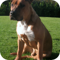 American Staffordshire Terrier