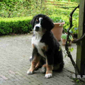 Berner Sennenhond