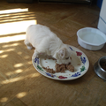 dit is een van de puppy,s van mijn hond lady,die zo te zien veel honger heeft.