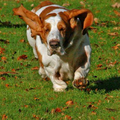 dit is onze bassethound, lola.
