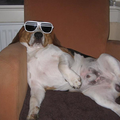 I love my dog he's cool, smart, funny it's a sun shinny beagle