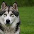 Alaskan Malamute