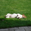 Max (hond van mijn ouders) kan altijd heerlijk relaxed in de zon liggen ;) 