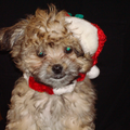 onze kleine kerstman