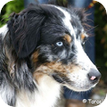 Australian Shepherd