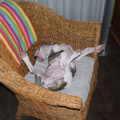 mijn favoriete stoel toen ik nog een puppy was,lekker raar liggen.