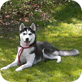 Siberische Husky